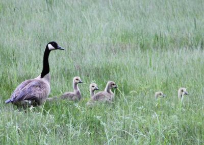 Goose-family