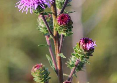 aster-4624-(2)