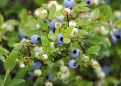 berries-rain-4289