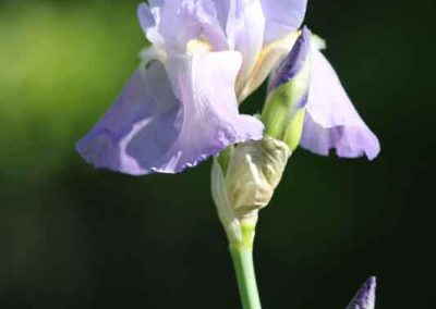 blue-iris-4154