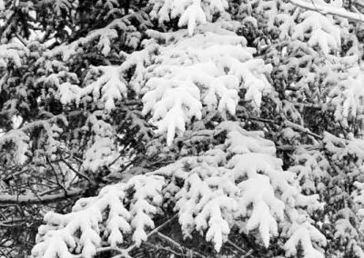 branches-7139-(3)
