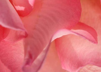 detail-rose-4215-(2)
