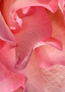 detail-rose
