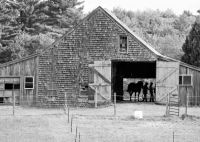 farm-horses-4942-(2)