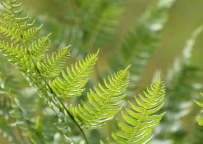 fern-4182