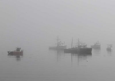 fog-harbor