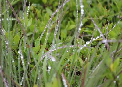 grass-rain-4291