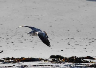 gull-juv-5056-(2)