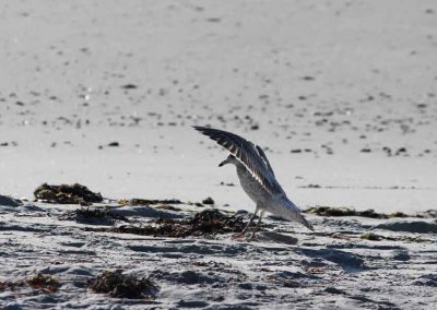 gull-wing-spread-5057-(2)