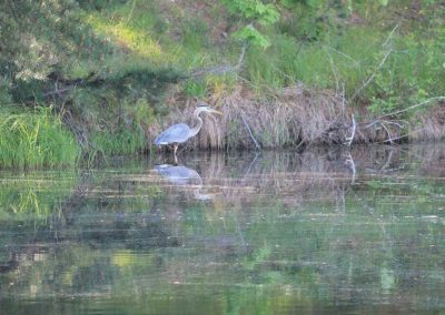 heron-4