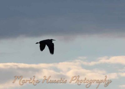 heron-clouds-4628-(3)
