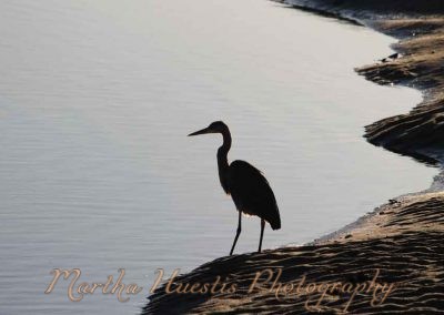 heron-silhouette5555