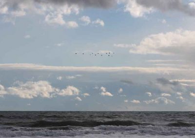 horizon-geese-6688