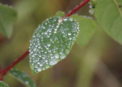 leaf-rain-4312