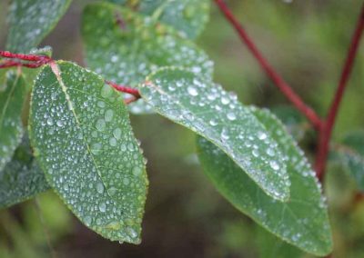 leaves-rain-4311