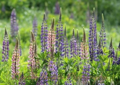 lupines