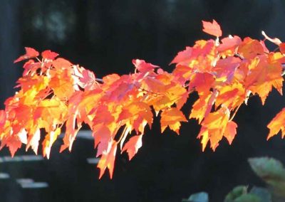 orange-leaves-5261-(2)