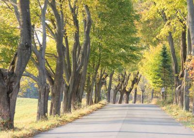parsons-trees-5617