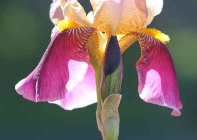 pink-iris-4150-(2)