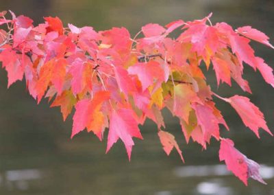pink-leaves-5206