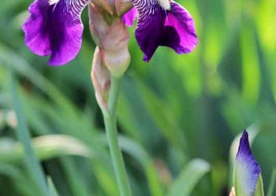 plain-iris-4110-(4)