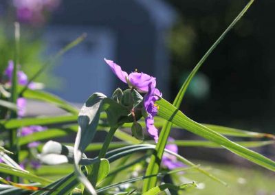 purple-x-4130