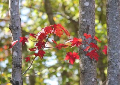 red-maple-5094