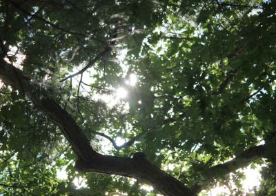 sun-trees-4617