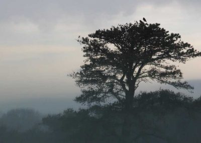 tree-fog