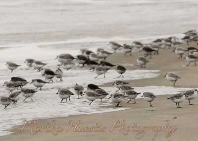 sandpipers