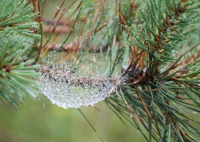 web-pine-4304