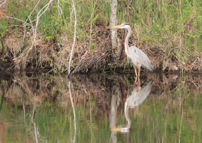 wet-heron-2
