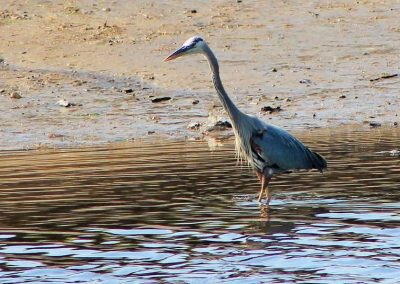 wet-heron