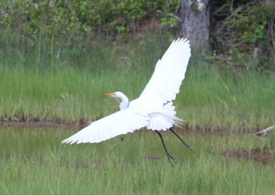 wihte-heron