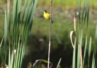 yellow-bird-4499