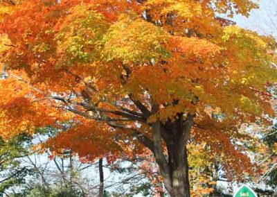yellow-tree-5298