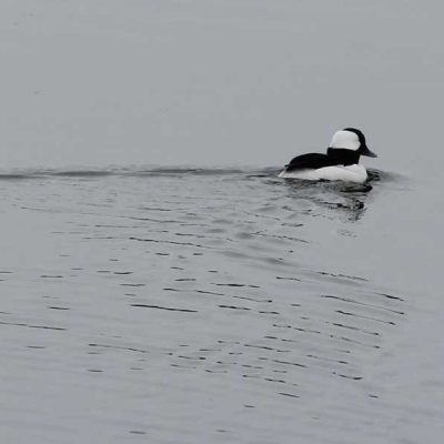 Bufflehead