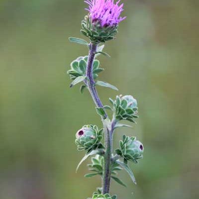 Aster