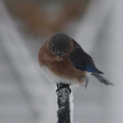 Blue Bird