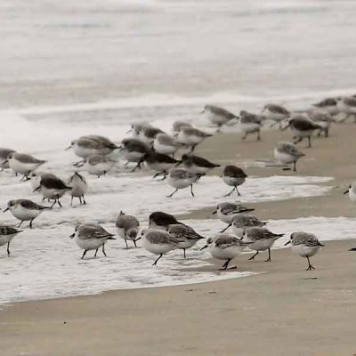 sandpipers