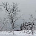 snow-on-trees